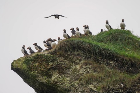 Puffin (Fratercula arctica) sitting on a grassy rock, Heimaey Island, Westman Islands,