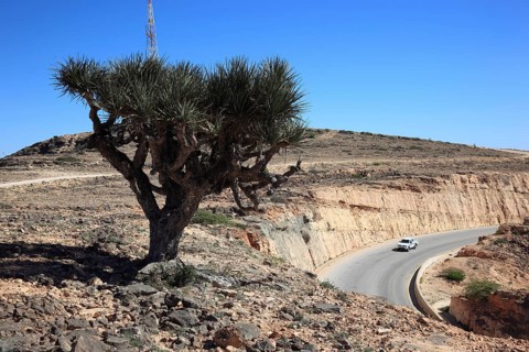 Dragon's blood tree, Southern Dhofar landscape, Jabal al-Qamar, Oman, Asia