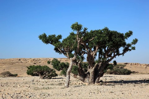 Wadi Dawqah, Incense Tree Cultures, UNESCO World Heritage Site, frankincense (Boswellia Sacra)