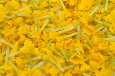 Common cowslip (Primula officinalis), cowslip, apothecary primrose, medicinal plant, flowers