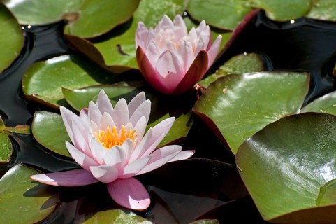 Waterlily, Water Lilies (Nymphaea) in pond