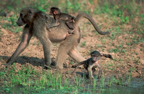 Chacma baboon (Papio ursinus), female with young, Kwazulu Natal South Africa, page