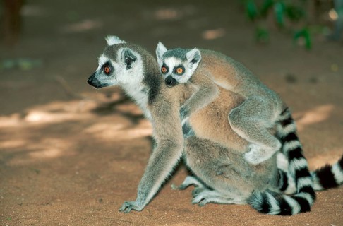 Ring-tailed Lemurs (Lemur catta), female with young, Berenty, Madagascar, Africa
