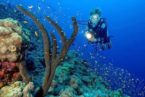Scuba diver looking up at illuminated tree sponge (Liosina paradoxa), Red Sea, Safaga, Egypt,