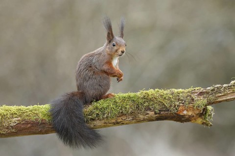Eurasian red squirrel (Sciurus vulgaris), sitting on dead wood covered with moss, Wilden, North
