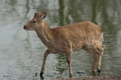 Dybowski deer (Cervus nippon dybowskii), water, bank, captive