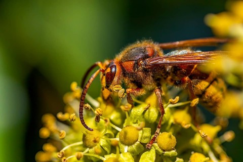European hornet (Vespa crabro), close-up, Lower Austria, Austria, Europe
