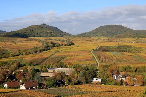 Vineyards in autumnal colours 2022 near Landau in der Pfalz, Southern Wine Route, Palatinate
