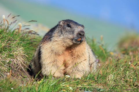 Alpine Marmot (Marmota marmota), Alpine Marmot