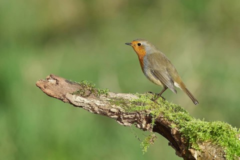 European robin (Erithacus rubecula), sitting on a moss-covered tree root, Wilden, North
