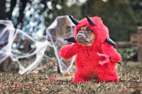 Funny French Bulldog dog wearing red Halloween devil costume with fake arms holding pitchfork, with