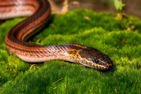 Madagascar Three-striped Ground Snake (Pseudoxyrhopus tritaeniatus), Marojejy National Park,