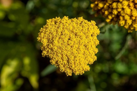Yarrow (Achillea), Lower Saxony, Germany, Europe