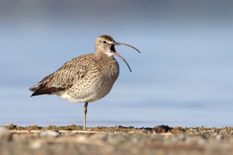 Whimbrel (Numenius phaeopus), calling with open bill on the lakeshore, Chiemsee, Bavaria, Germany,