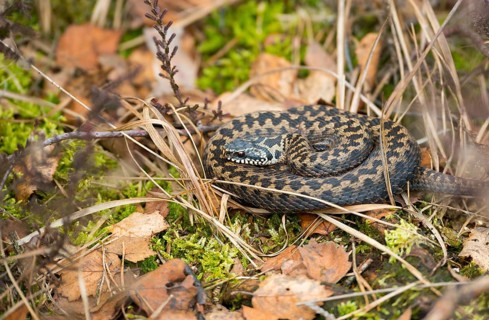 Wild common european viper (Vipera berus), brown, quite young animal, female, lying curled up and