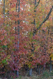 Northern red oak (Quercus rubra) with autumn colouring, Moselle, Rhineland-Palatinate, Germany,