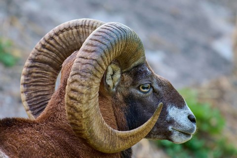 European mouflon (Ovis orientalis musimon), portrait of a mouflon ram with impressive curved horns