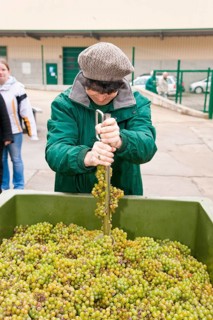 Measurement of the oil content of fresh grapes