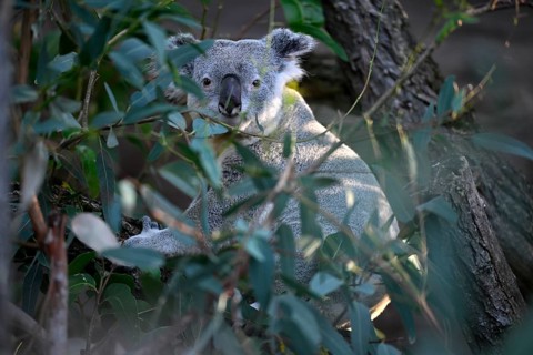 Koala (Phascolarctos cinereus), on tree trunk, captive, Baden-Württemberg, Germany, Europe