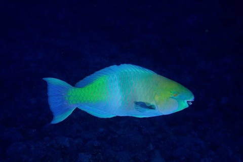 Rusty-naped parrotfish (Scarus ferrugineus), St Johns Caves dive site, Saint Johns Reef, Red Sea,