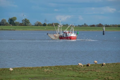 Crab cutter on the river Ems near the fishing village of Ditzum, Rheiderland, East Frisia, Lower
