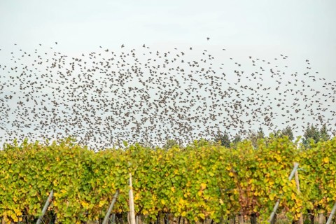 Common (Sturnus vulgaris) starlings fly together, in perfect symbiosis to protect themselves from