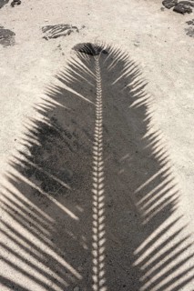 Shade of a palm tree in Pu'uhonua O Honaunau National Historical Park, Big Island, Hawaii, USA,