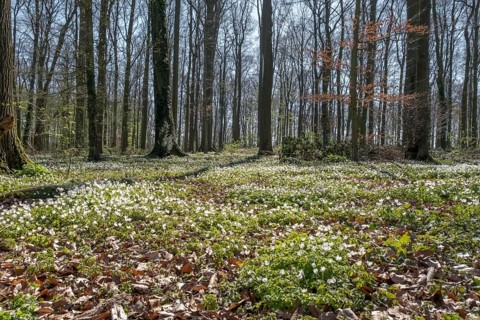Forest floor covered with wood anemone (Anemone nemorosa), beech forest, Ahaus, Münsterland, North