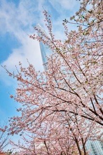 Blooming sakura cherry blossom branch with skyscraper building in background in spring, Seoul,