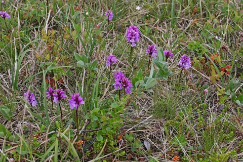 Spotted knapweed blooms (Dactylorhiza maculata) in the tundra, Lapland, Northern Norway,
