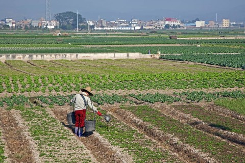 Chinese farmer fertilising crop by pouring out liquid manure from buckets by hand, Yunnan province,