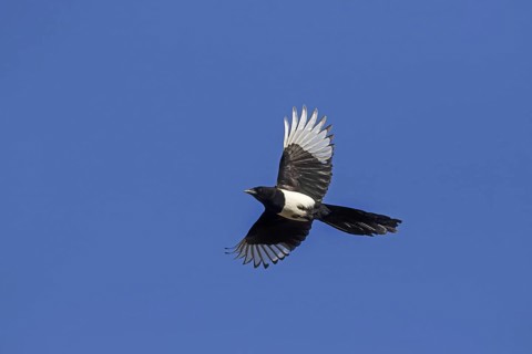 Eurasian magpie (Pica pica), common magpie in flight against blue sky