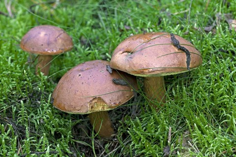 Bay bolete (Xerocomus badius) in autumn forest, Germany, Europe