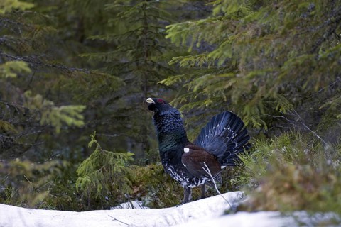 Western Capercaillie (Tetrao urogallus), Wood Grouse, Heather Cock displaying in forest in the snow