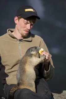 Tourist feeding apple to Alpine marmot (Marmota marmota) sitting on his lap in summer in the Alps |