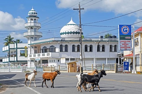 Goats crossing street in front of mosque New Amsterdam Central Jama Masjid, East Berbice-Corentyne