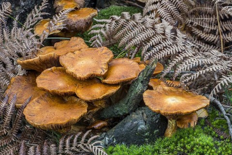 Spectacular rustgill, laughing gym mushroom (Gymnopilus junonius) (Agaricus aureus) (Agaricus