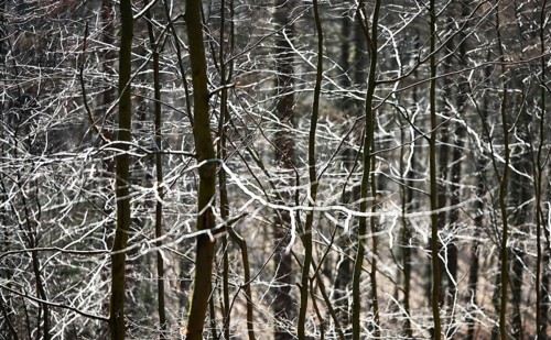 Forest in winter, Germany, Europe
