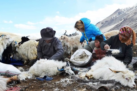 Pashmina goats