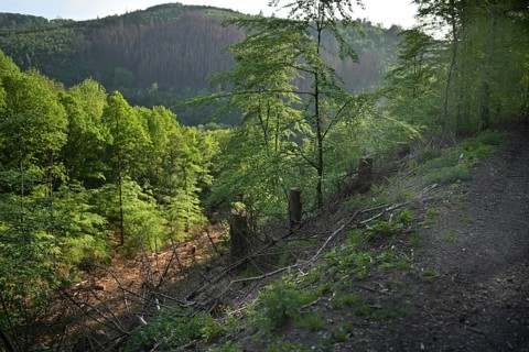 Forest in Sauerland, Germany, Europe