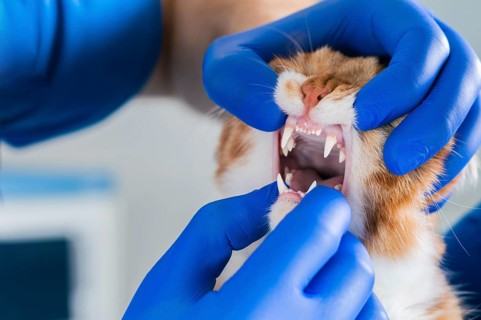 Examination of the cat's mouth and teeth. Veterinary medicine concept. Fat ginger cat.