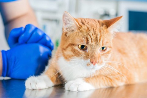 Portrait of a funny ginger cat on the table in the operating room. Veterinary medicine concept.
