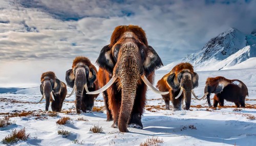 A herd of mammoths (Mammuthus) in the prehistoric cold steppe tundra, extinct genus of elephant, AI