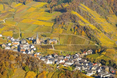 Vineyards in autumn, Mayschoß with parish church, red wine growing region Ahrtal, red wine of the