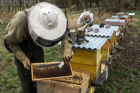 Beehives, honeybees (Apis), beekeeper holding frame, bees sitting on honeycomb in frame,