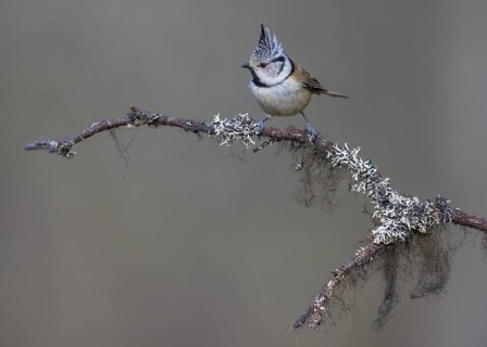 Crested Tit (Lophophanes cristatus), on a branch covered with bearded lichen, Biosphere Reserve,