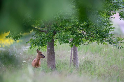 Roe deer (Capreolus capreolus) adult animal under a tree on a farmland field margin, Suffolk,
