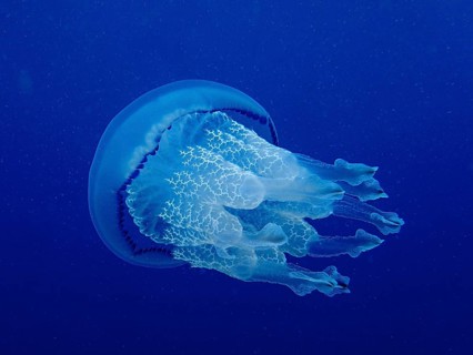 Barrel jellyfish (Rhizostoma pulmo) in front of a monochrome blue background, detachable, dive site