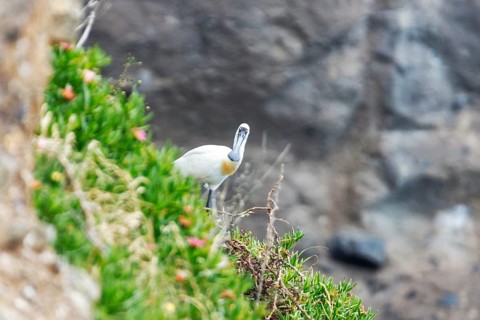 Royal spoonbill (Platalea regia), Otago, New Zealand, Oceania