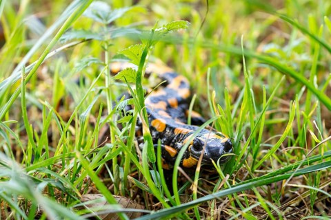 Fire salamander (Salamandra salamandra), Bavaria, Germany, Europe